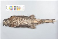 鳳頭蒼鷹藏品圖，第3張